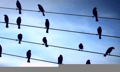 Profile image of Wire Birds