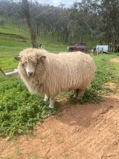 Profile image of hay ho animal nursery