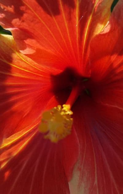 Profile image of Tuafale Tanoa'i