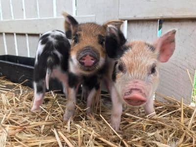 Profile image of Old Macdonald's Travelling Farms GOLD COAST