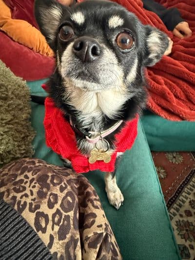 Profile image of Tamara (Roxanne & The Web)