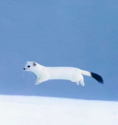 Profile image of Instant Mister