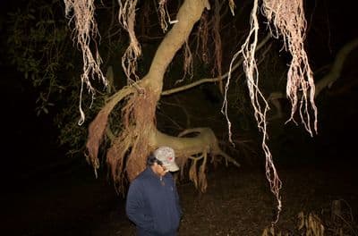 Profile image of Arsonist