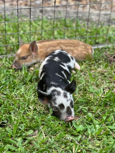 Profile image of Party ponies