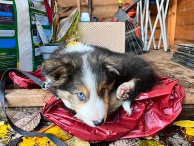 Profile image of Monty Don